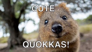 CUTE amp HAPPY Quokka Compilation  The Happiest Animal In The World Video [upl. by Ednil]