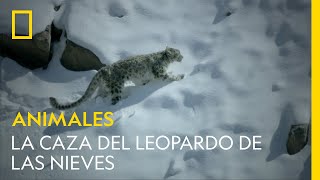 La caza del leopardo de las nieves  NATIONAL GEOGRAPHIC ESPAÑA [upl. by Shum]