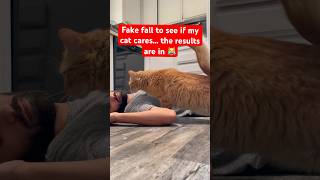 Faked a fall to see Kermit’s reaction 😹 catshorts catdad catlover catvideos gatos catdaddy [upl. by Hnao]