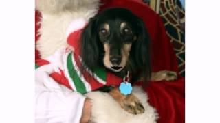 Funny Christmas Carols  Feliz Navidad Fleas Naughty Dog [upl. by Mohandis]