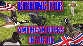 BIRDING FOR AMERICAN DUCKS IN THE UK [upl. by Origra]