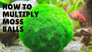 HOW TO MULTIPLYREPRODUCE MARIMO MOSS BALLS [upl. by Oehsen858]