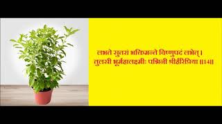 तुलसी स्तोत्रम् Tulsi Strotram in Hindi [upl. by Malena]