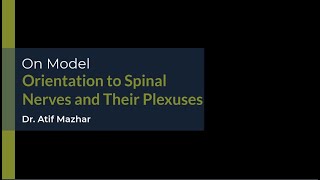 Orientation to Spinal Nerves and Their Plexuses on Model [upl. by Mapes366]