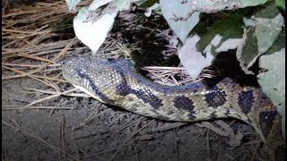 The Madagascar Tree Boa Sanzinia madagascariensis [upl. by Ahsircal]