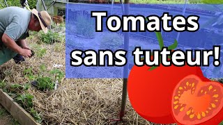 🍅 Comment planter et récolter des tomates sans tuteur  Découvrez notre méthode [upl. by Augustine724]