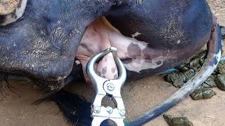 Bull Castration by close method By Burdizzo castrator [upl. by Eilegna]