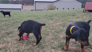 Cute Doberman Pinscher Puppies Playing [upl. by Nossila]