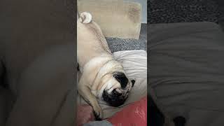 Quick Pug Cuteness Boostcutepugpugpuglife [upl. by Lori]