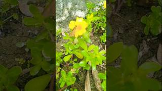 Portulaca plantshortvideo [upl. by Aklim]