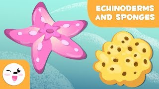 Echinoderms and sponges for kids  Invertebrate animals  Natural Science for kids [upl. by Dagny]