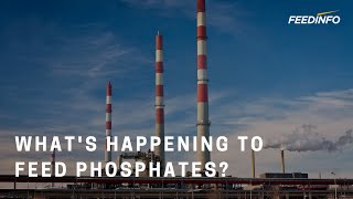 Whats Happening to Feed Phosphates  Feedinfo Explains [upl. by Norag]