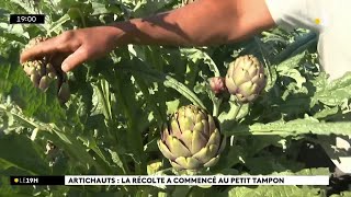 Saison des artichauts  la récolte a commencé dans les Hauts Reportage au Petit Tampon [upl. by Htebyram]