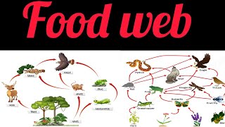 Food web Ecology Lec4By Rubi [upl. by Ydneh215]