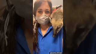 Coatimundi Facts By A Veterinarian [upl. by Hull759]