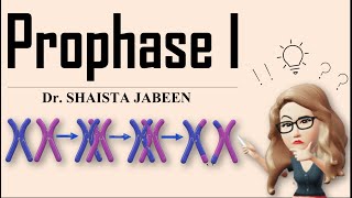 Prophase 1 Stages I Leptotene Zygotene Pachytene Diplotene Diakinesis I Meiosis1 I Recombination [upl. by Roberta]