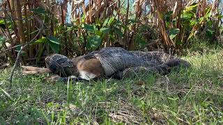 Conservancy Biologists See Invasive Burmese Python Consuming a Deer [upl. by Anneehs]