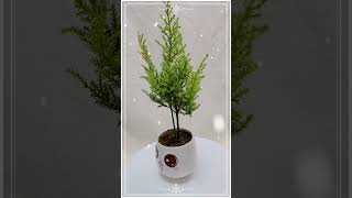 눈꽃율마 CUPRESSUS MACROCARPA Wilma 희귀식물 귀여운화분 율마 반려식물 [upl. by Maidie]