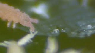 Extreme Close Up Of Springtails 🔍  Macro Videography  Panasonic  Raynox DCR250  Macro Shots [upl. by Swetlana]