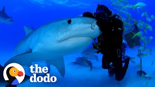 Man Has Been Friends With Tiger Shark For Over 22 Years  The Dodo Faith  Restored [upl. by Kilian195]