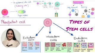 Types of stem cells Totipotent vs pluripotent vs multi potent vs oligopotent vs unipotent [upl. by Elfont662]