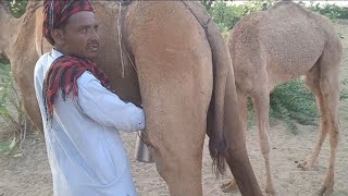 Beautiful ❤️ camel milking 😍😜 [upl. by Indyc]