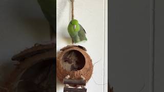 parrotlet chirping 🦜parrot forus birds [upl. by Ivad]