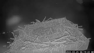 Captiva Osprey Cam  2022325 [upl. by Avilla]