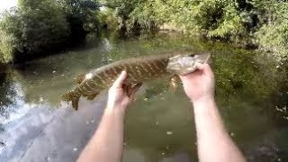 Fermeture de la pêche à la truite avec une surprise à la clé [upl. by Oyr]