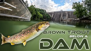 Tons of Trout Below the Dam [upl. by Adriana]