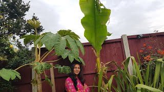 Tetrapanax Rex Planting and Care Tetrapanax Papyrifer In Colder Climate [upl. by Cusick]