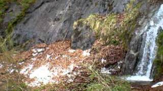 Ours Pyrénées vidéorencontre en vallée dOrle le 11 Mai 2010 en Ariège [upl. by Ag]