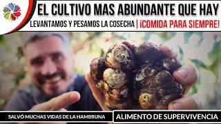 🥔 ¡COMIDA para SIEMPRE ¡ALIMENTO de SUPERVIVENCIA  Este CULTIVO ROMPE TODOS los RECORDS 🏆🏆🏆 [upl. by Nancy13]