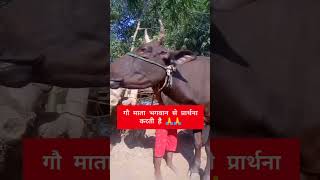 गौ माता की सेवा का महत्त्व🙏🙏 cow animals  astrology  motivation  viral [upl. by Adiari]