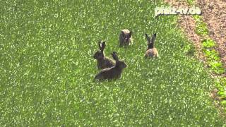 Was macht der Hase nach Ostern  Der Feldhase  Lepus europaeus   Naturfilm [upl. by Gudrin914]