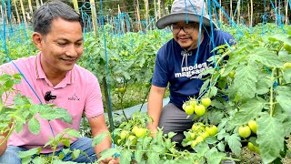 Big time 30 Hectares na Gulayan Kulang pa sa kanyang Buyers  Jackpot sa Kamatis Ngayon [upl. by Supat462]