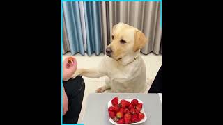 The funniest smart Labrador dog 🐶😆❤️ [upl. by Bronez824]