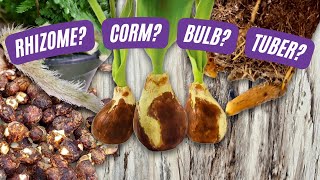 Rhizomes Corms Tubers and Bulbs Oh My  Learn the Difference  Plant Nerd Series Episode 2 [upl. by Anoy307]