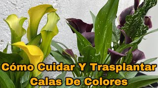 COMO PLANTAR y CUIDAR CALAS De COLORES Con EXITO  BULBOS DE Zantedeschia Aethiopica [upl. by Bremser]