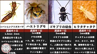 家にいるナゾの虫の正体16選 [upl. by Amaso605]