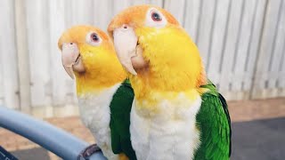 White Bellied Caique Dancing  White Bellied Parrot Talking [upl. by Reteip588]