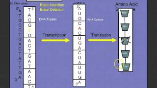 Introduction to Protein Synthesis [upl. by Aliuqat]