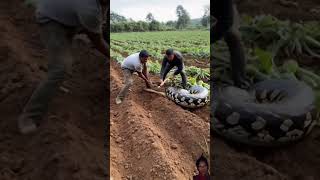 😮 snack 🥨 attacks and eats dog on farm far please meri video Aashi lagi to like share comment kar [upl. by Marchal]