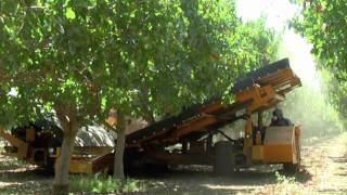 2010 Pistachio harvest [upl. by Nnyre684]