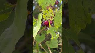 scuppernongwild grapes Muscadine whateverjust give me a ride home in 28 days from now 🍷🍷🍷🍷 [upl. by Ibbetson]