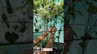 Bitter guard seeds harvesting youtubeshorts shorts organicfarming [upl. by Allan]