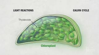 Photosynthesis Part 4 Chloroplasts  HHMI BioInteractive Video [upl. by Marjana238]