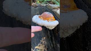 Polypore 💧 guttation fungi sensory asmr [upl. by Stoughton]