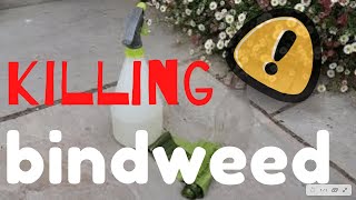 Killing BINDWEED  The SIMPLE way bindweed [upl. by Rolyak]