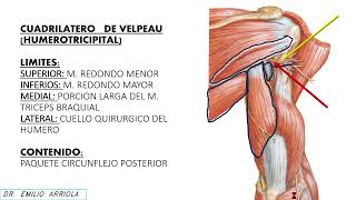 CUADRILATERO HUMEROTRICIPITAL [upl. by Guerin]